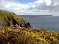 Thorny Cliff