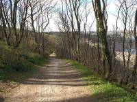 Woodland path