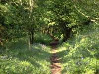 woodland