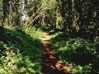 path through woods