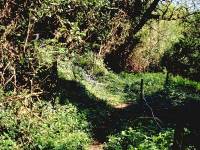 path through woods