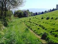 pastures