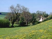 river meadow